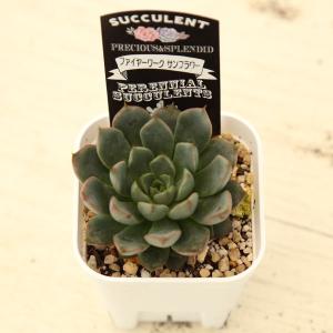 多肉植物 エケベリア ファイヤーワーク サンフ...の詳細画像2