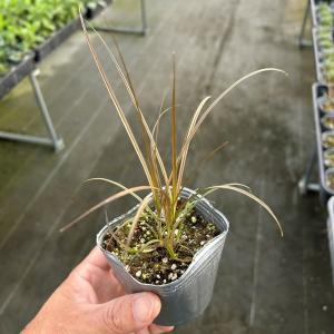 【当店農場生産】カレックス ブロンジーナ 9cm...の商品画像