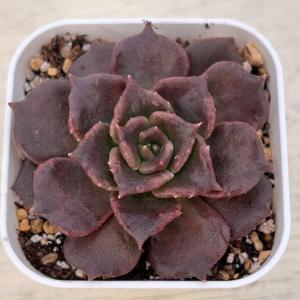 多肉植物 エケベリア ブラックマディバ 7.5...の詳細画像1
