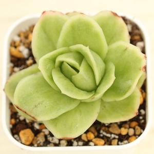 多肉植物　ルンヨニー　抜き苗　エケベリア 2023.05.14 #土管多肉 #ルンヨニー 大きくなった😊 #succulent