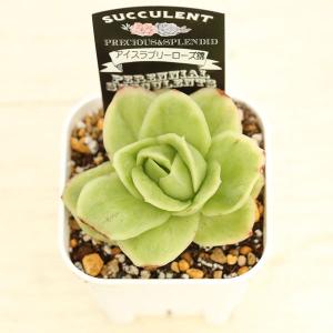 多肉植物 エケベリア アイスラブリーローズ錦 ...の詳細画像1