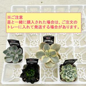 日本ポリ鉢販売 システムトレー75CS白 プレ...の詳細画像3
