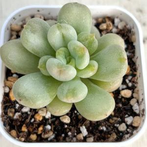 多肉植物 グラプトペタルム だるま秋麗（だるましゅうれい） 7.5