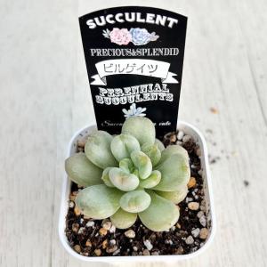 多肉植物 エケベリア ビルゲイツ 7.5cmポット苗の詳細画像1