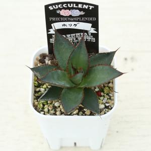 多肉植物 アガベ ホリダ 7.5cmポット苗の詳細画像1