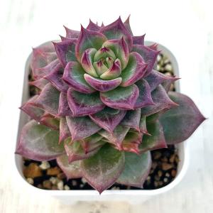 多肉植物　ルンヨニー　抜き苗　エケベリア 2023.05.14 #土管多肉 #ルンヨニー 大きくなった😊 #succulent