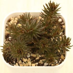 多肉植物 セダム チョコレートボール 7.5cm...の商品画像