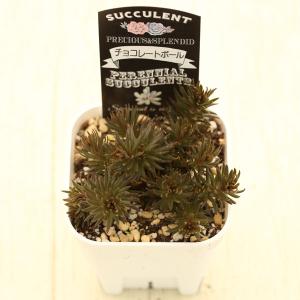 多肉植物 セダム チョコレートボール 7.5c...の詳細画像1