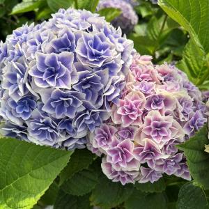 【当店農場生産】ハイドランジア 旭日昇天（きょくじつしょうてん） 9cmポット苗（翌年開花株） ※土の酸性度によりどちらかの色が咲きます。