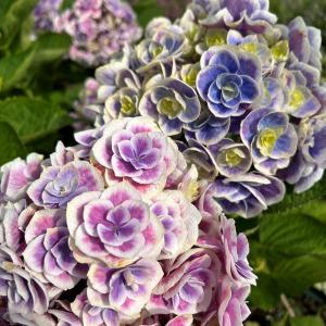 クリスマスローズ開花株 SDアンティークモーリー 270 現品限り : 金井