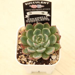 多肉植物 エケベリア ララ(セカンダ×ミニマ)...の詳細画像1