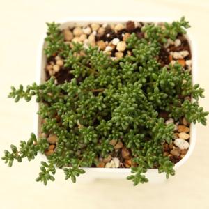 多肉植物 セダム レッドベリー錦 7.5cmポット苗 : ハニーミント - 通販