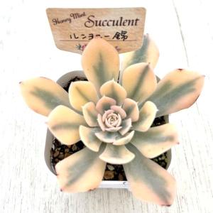 多肉植物 エケベリア ルンヨニー錦 7.5cm...の詳細画像2