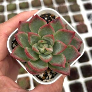 多肉植物 センペルビウム 綾桜 7.5cmポット 観葉植物 インテリア siz