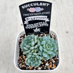 多肉植物 エケベリア ボールオブファット 7....の詳細画像2
