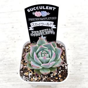 多肉植物 エケベリア スカイワールド 7.5c...の詳細画像1