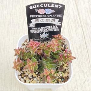 多肉植物 クラッスラ 茜の塔錦 7.5cmポット苗の詳細画像1