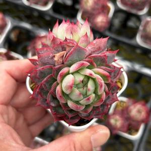 多肉植物 エケベリア エリス 7.5cmポット苗