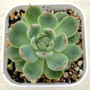 多肉植物 エケベリア エリス 7.5cmポット苗の詳細画像1