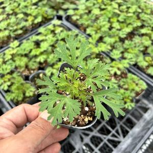 【当店農場生産】ブルーレースフラワー 9cmポ...の詳細画像1