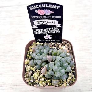 多肉植物 ハオルチア オブツーサ 7.5cmポット苗の詳細画像1
