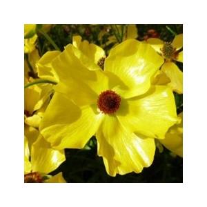 当店農場生産】ラナンキュラス ラックス ペネロペ 9cmポット苗