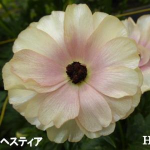 当店農場生産】ラナンキュラス ラックス ペネロペ 9cmポット苗