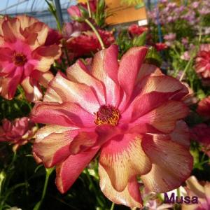 当店農場生産】ラナンキュラス ラックス ペネロペ 9cmポット苗