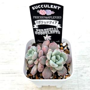 多肉植物 エケベリア スポテッドディア 7.5...の詳細画像2