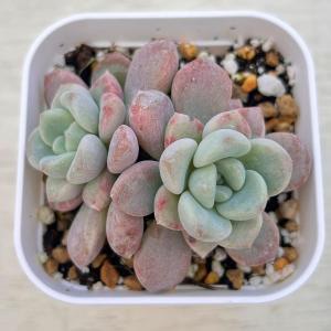 多肉植物 エケベリア スポテッドディア 7.5...の詳細画像1
