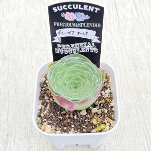 多肉植物 アエオニウム グリーノビア・オーレア...の詳細画像1