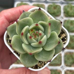多肉植物 エケベリア ブルードラゴン 7.5cm...の商品画像