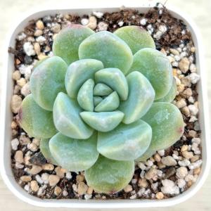 日本花キ流通 多肉植物 caアエオニウム ハロウィン錦