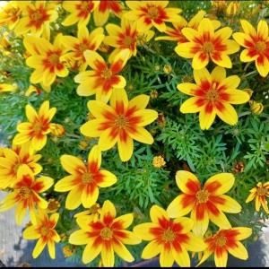 デンマークカクタス ニレ 5号鉢 シャコバサボテン 鉢花 : グリーン