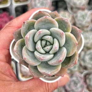 多肉植物 エケベリア キャンディーオレンジ 7.5cmポット苗