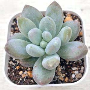 多肉植物 エケベリア トップシータービー 7.5cmポット苗 希少品種