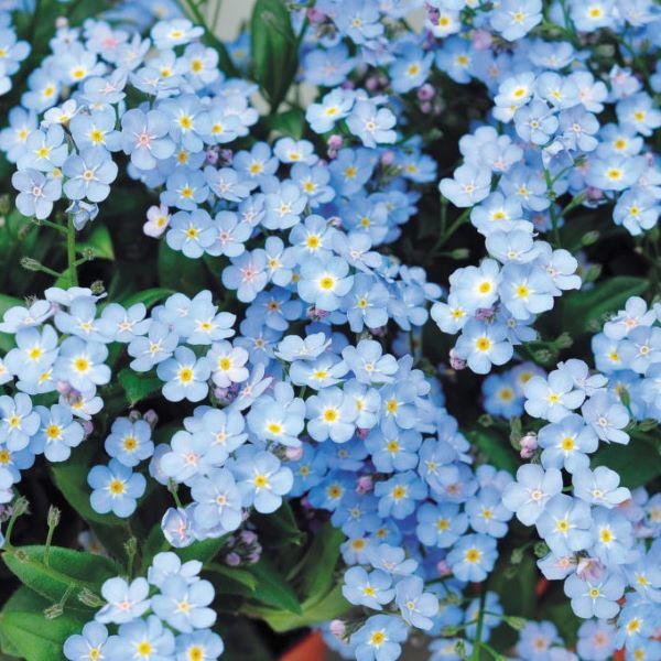 【当店農場生産】ミオソティス ミオマルク PW 9cmポット苗 耐寒性多年草