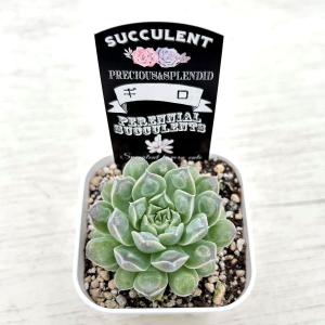 多肉植物 エケベリア ギロ 7.5cmポット苗の詳細画像1