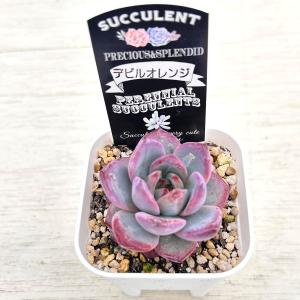多肉植物 エケベリア デビルオレンジ 7.5c...の詳細画像1