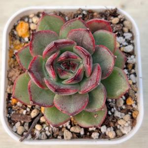 多肉植物 エケベリア シャングォジェニー 7.5...の商品画像