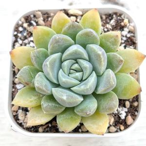 多肉植物 エケベリア クリームビューティー 7.5cmポット苗