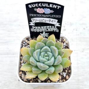 多肉植物 エケベリア クリームビューティー 7...の詳細画像1