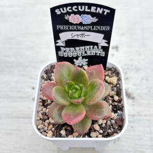 多肉植物 エケベリア シャボー 7.5cmポット苗の詳細画像1