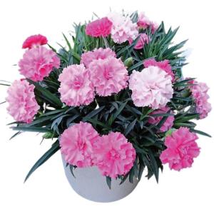 【当店農場生産】大人気品種！ダイアンサス アイラブユー 9cmポット苗