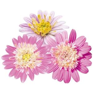 【当店農場生産】オステオスペルマム ラブポーション PW 9cmポット苗 非耐寒性多年草