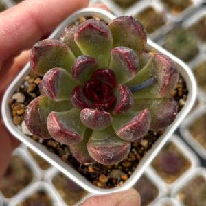 多肉植物 エケベリア レッドクリスタル 7.5c...の商品画像