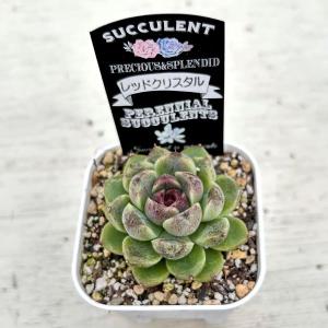 多肉植物 エケベリア レッドクリスタル 7.5...の詳細画像2