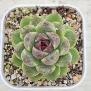 多肉植物 エケベリア レッドクリスタル 7.5...の詳細画像1