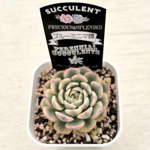 多肉植物 エケベリア ブルーミニマ錦 7.5c...の詳細画像1