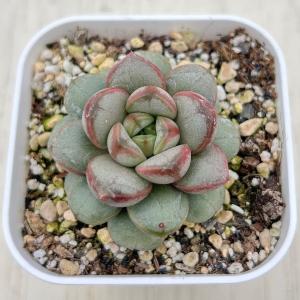 多肉植物 エケベリア グレープ 7.5cmポット苗の商品画像
